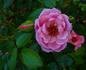 Riverdance rose photo