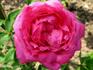 Madame Thérèse Vernes rose photo