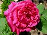 Monsieur Journaux rose photo