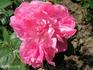 Princesse de Joinville rose photo