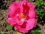Marquise de Verdun rose photo