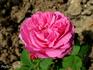 Mademoiselle Joséphine Guyot rose photo