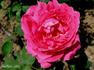 Lady Arthur Hill rose photo