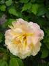 Catherine Laborde rose photo