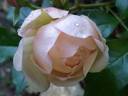 Chantal Thomass rose photo
