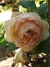 Chantal Thomass rose photo
