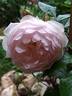 Chantal Thomass rose photo