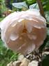 Chantal Thomass rose photo