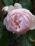 Chantal Thomass rose photo