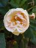 Chantal Thomass rose photo