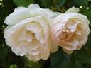 Chantal Thomass rose photo