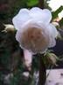 Chantal Thomass rose photo