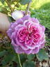 Kathryn rose photo