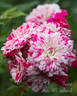 Twister rose photo