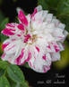 Twister rose photo