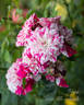 Twister rose photo