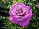Macho Man rose photo