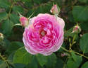 Maid Marion rose photo