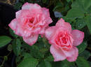 Maiden Voyage rose photo