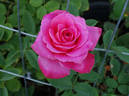Marijke Koopman rose photo