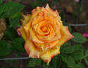 Milva rose photo