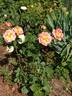 Lafter rose photo