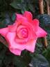 Eclat de Haute Bretagne rose photo