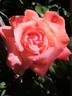 Eclat de Haute Bretagne rose photo