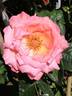 Eclat de Haute Bretagne rose photo