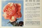 Ami Léon Pin rose photo