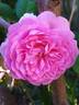 Elodie Gossuin rose photo