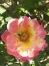 Evelyne Dheliat rose photo