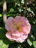 Evelyne Dheliat rose photo