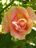 Evelyne Dheliat rose photo