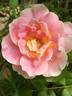 Evelyne Dheliat rose photo