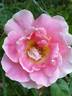 Evelyne Dheliat rose photo