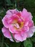 Evelyne Dheliat rose photo