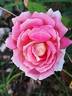 Evelyne Dheliat rose photo