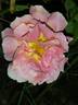 Evelyne Dheliat rose photo