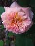 Fiona Gelin ® rose photo