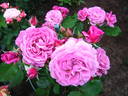 Magenta rose photo