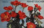 Eternité rose photo