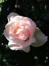 Gilles de Brissac rose photo