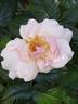 Gilles de Brissac rose photo