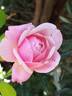 Gilles de Brissac rose photo