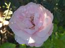 Gilles de Brissac rose photo
