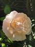Gilles de Brissac rose photo