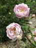 <i>Rosa spinosissima</i> 'Andrewsii' rose photo