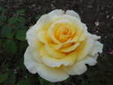 Faith rose photo
