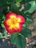Emma de Barcelona rose photo